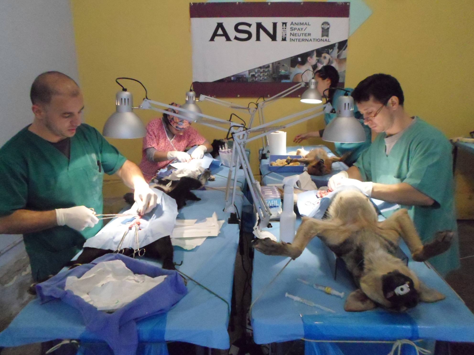 Photo 5 from ROMANIA ANIMAL RESCUE INC DBA ANIMAL SPAY NEUTER INTL